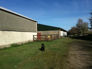 Der Hund wacht über alles